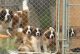 St. Bernard Puppies for sale in Anchorage, AK, USA. price: NA
