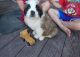 St. Bernard Puppies for sale in Jackson, MS, USA. price: NA