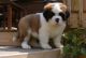 St. Bernard Puppies for sale in Fresno, CA, USA. price: NA