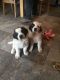 St. Bernard Puppies for sale in Glendale, AZ, USA. price: NA