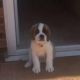 St. Bernard Puppies for sale in Billings, MT, USA. price: NA