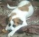 St. Bernard Puppies for sale in Pittsburgh, PA, USA. price: NA