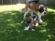 St. Bernard Puppies for sale in Tampa, FL, USA. price: NA