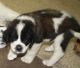 St. Bernard Puppies for sale in Little Rock, AR, USA. price: NA