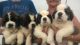 St. Bernard Puppies for sale in Little Rock, AR, USA. price: $200