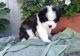 St. Bernard Puppies for sale in Norman, OK, USA. price: NA