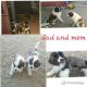 St. Bernard Puppies for sale in Las Cruces, NM, USA. price: NA