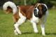 St. Bernard Puppies for sale in Indore, Madhya Pradesh 452001, India. price: 50000 INR