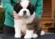 St. Bernard Puppies for sale in Baltimore, MD, USA. price: NA