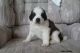 St. Bernard Puppies for sale in Seattle, WA, USA. price: $1,000