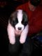 St. Bernard Puppies for sale in Swanton, OH 43558, USA. price: NA