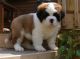 St. Bernard Puppies for sale in Washington, DC, USA. price: $350