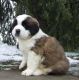 St. Bernard Puppies for sale in Taos, NM 87571, USA. price: NA