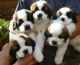 St. Bernard Puppies for sale in Little Rock, AR, USA. price: NA