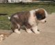 St. Bernard Puppies for sale in Hartford, CT, USA. price: $400
