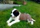 St. Bernard Puppies for sale in Colorado Springs, CO, USA. price: NA