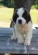 St. Bernard Puppies for sale in Orlando, FL, USA. price: NA