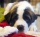 St. Bernard Puppies for sale in Anne Manie, AL 36722, USA. price: NA