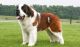 St. Bernard Puppies for sale in Chattanooga, TN, USA. price: NA
