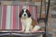 St. Bernard Puppies for sale in Millersburg, OH 44654, USA. price: NA