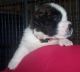 St. Bernard Puppies for sale in Chicago, IL, USA. price: $300