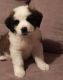 St. Bernard Puppies for sale in Corpus Christi, TX, USA. price: NA