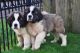 St. Bernard Puppies for sale in Bakersfield, CA, USA. price: $500