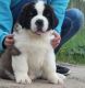 St. Bernard Puppies for sale in Burbank, CA, USA. price: NA