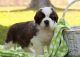 St. Bernard Puppies for sale in New York, NY, USA. price: NA