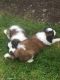 St. Bernard Puppies for sale in Montgomery, AL, USA. price: NA