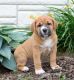 St. Bernard Puppies for sale in Sugarcreek, OH 44681, USA. price: NA