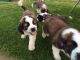 St. Bernard Puppies for sale in El Paso, TX, USA. price: NA