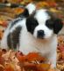 St. Bernard Puppies for sale in Denver, CO, USA. price: NA