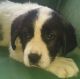 St. Bernard Puppies for sale in Portland, OR, USA. price: NA