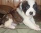 St. Bernard Puppies for sale in Dennysville, ME, USA. price: NA