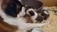 St. Bernard Puppies for sale in El Paso, TX, USA. price: NA