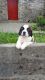 St. Bernard Puppies for sale in Buffalo, NY, USA. price: NA