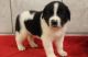 St. Bernard Puppies for sale in Rochester, NY, USA. price: NA