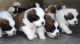 St. Bernard Puppies for sale in San Francisco, CA, USA. price: NA