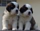 St. Bernard Puppies