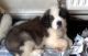 St. Bernard Puppies for sale in Yonkers, NY, USA. price: NA