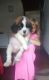 St. Bernard Puppies for sale in Memphis, TN, USA. price: NA