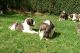 St. Bernard Puppies for sale in San Diego, CA, USA. price: $500