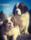 St. Bernard Puppies for sale in Mantador, ND 58058, USA. price: $1,000