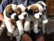 St. Bernard Puppies for sale in California St, San Francisco, CA, USA. price: NA