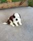 St. Bernard Puppies for sale in Virginia Beach, VA, USA. price: NA