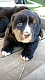 St. Bernard Puppies for sale in Piqua, OH 45356, USA. price: $300