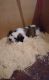 St. Bernard Puppies for sale in Missiouri CC, Elsberry, MO 63343, USA. price: NA