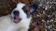 St. Bernard Puppies for sale in Idlewild, MI 49304, USA. price: $1,250