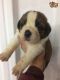 St. Bernard Puppies for sale in NJ-38, Cherry Hill, NJ 08002, USA. price: NA
